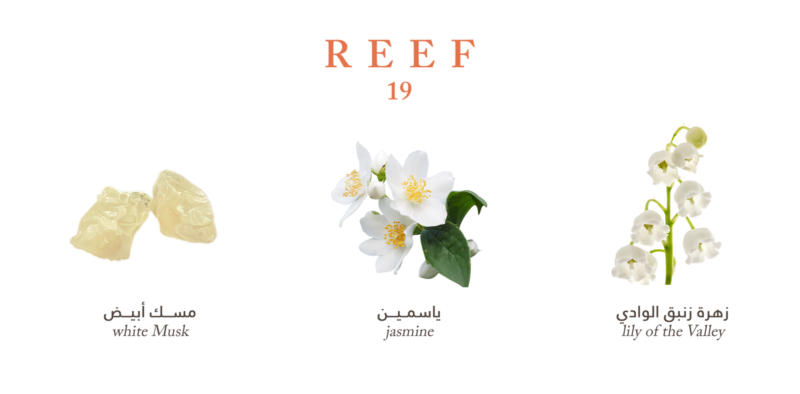 Reef 19 – Fresh Musk Elegance