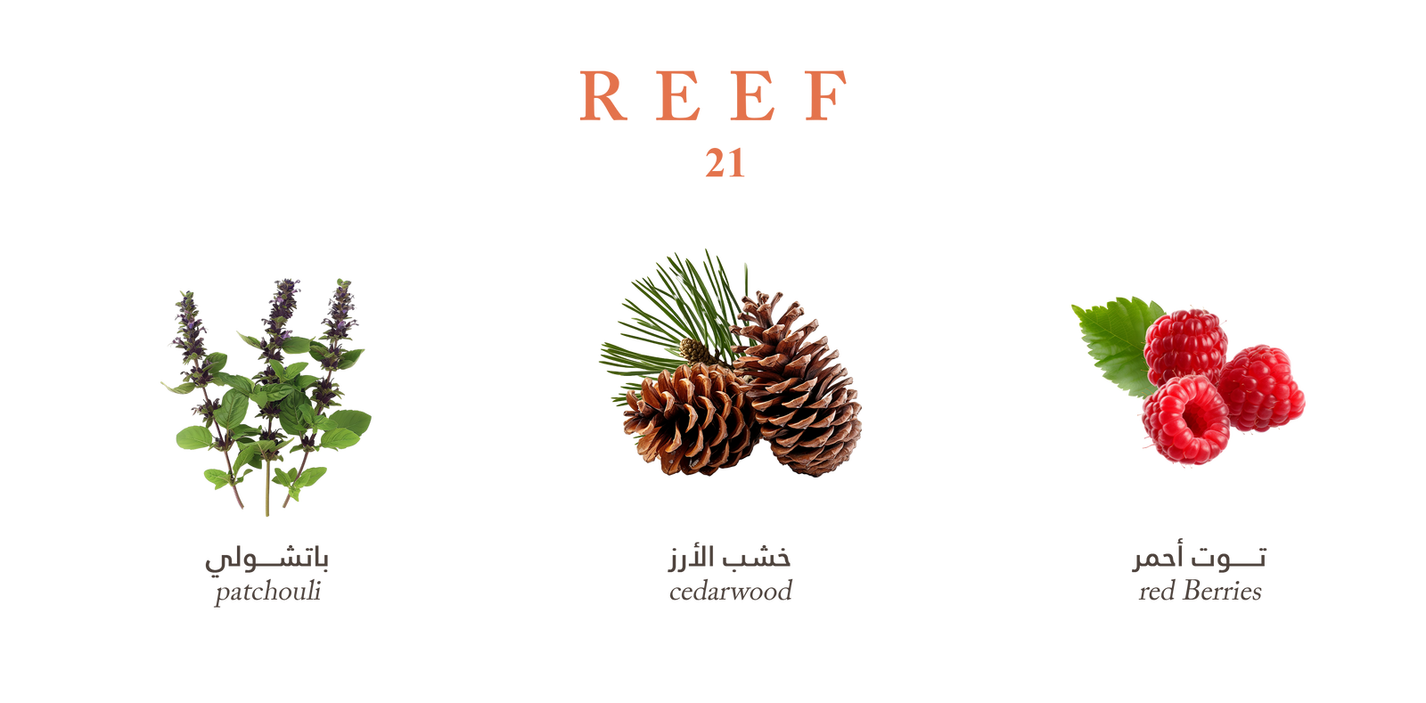 Reef 21 – Luxurious & Rich Cedarwood