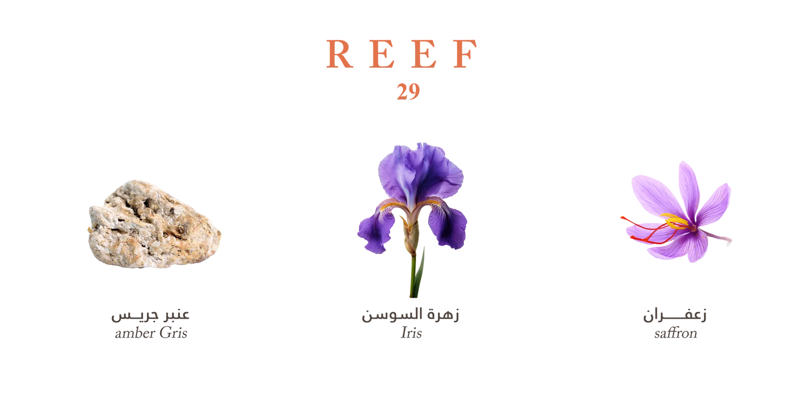 Reef 29 - Golden Saffron Veil