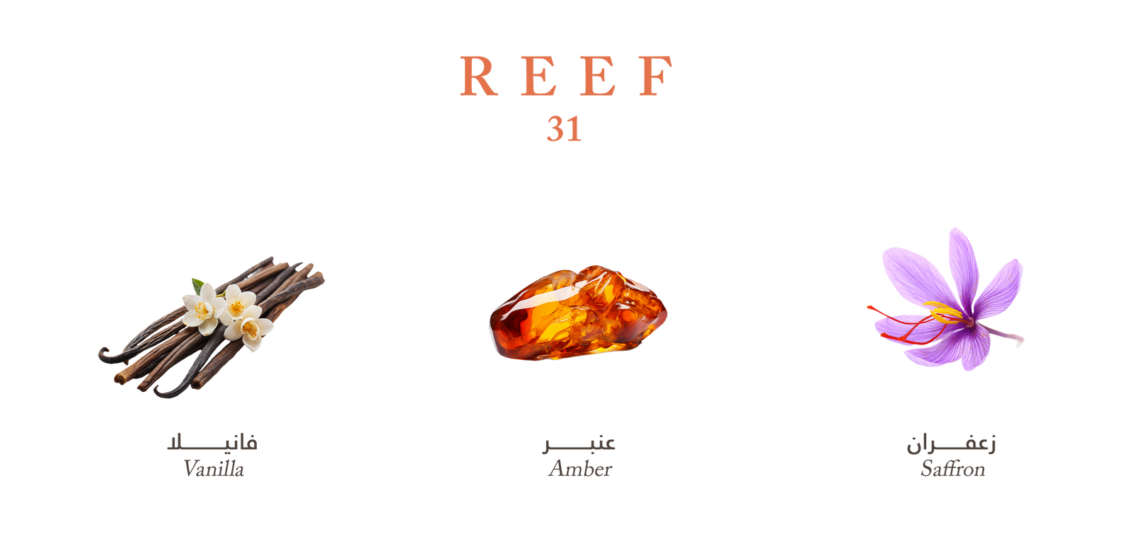 Reef 31 – Royal Amber Intensity