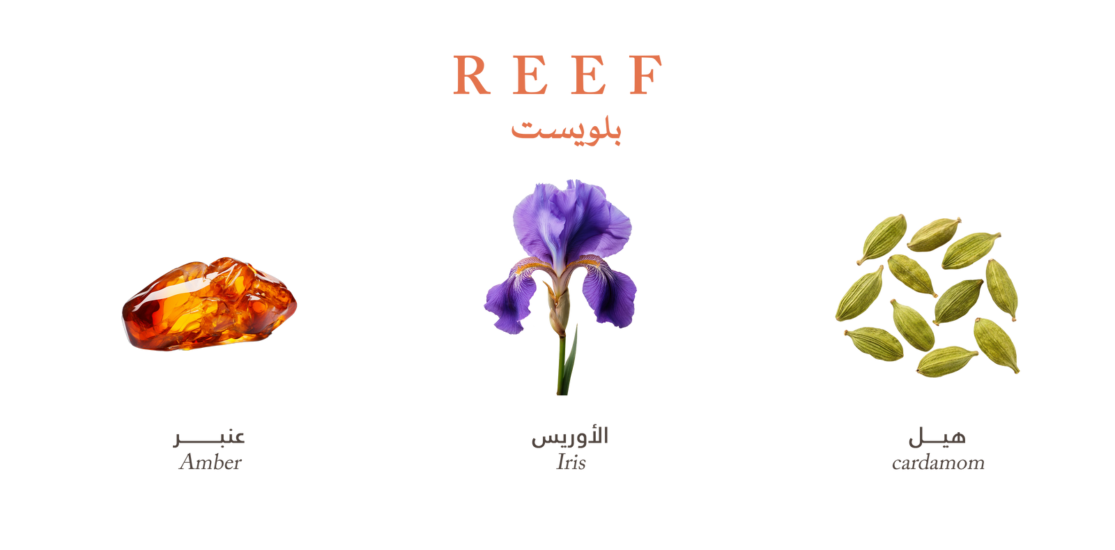 Reef Bluest – Golden Amber Touch